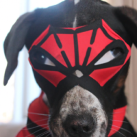 Un perro usa mascara de spiderman
